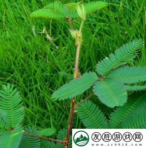 國(guó)產(chǎn)精品區(qū)一區(qū)二區(qū)三含羞草：探尋獨(dú)特魅力之佳作